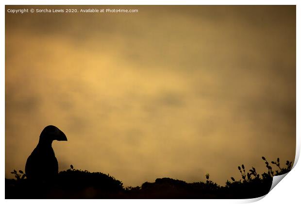 Puffin silhouette  Print by Sorcha Lewis