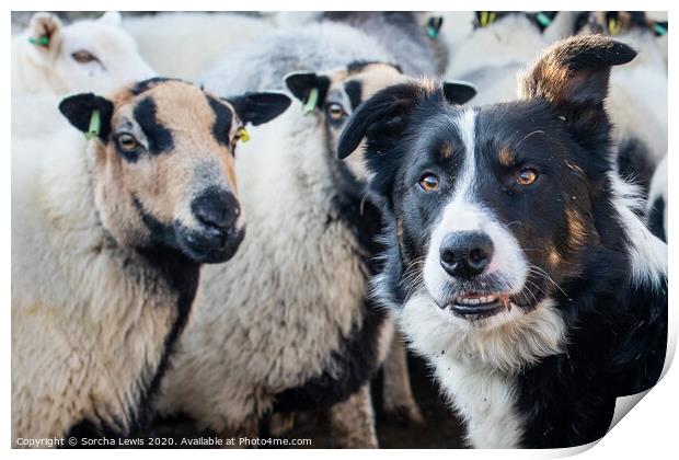 Merlin the working sheepdog Print by Sorcha Lewis