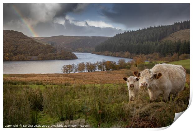 Shorthorns under a Welsh Hill rainbow Print by Sorcha Lewis