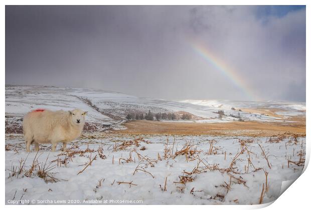 Snow sheep rainbow Elan Valley Print by Sorcha Lewis
