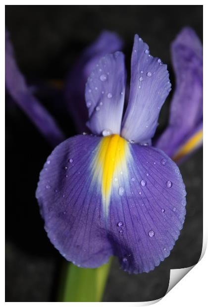 Purple flower close up/macro Print by Lisa Strange