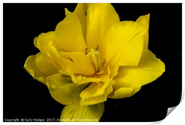 Bold and Bright Yellow Flower Print by Carly Hodges