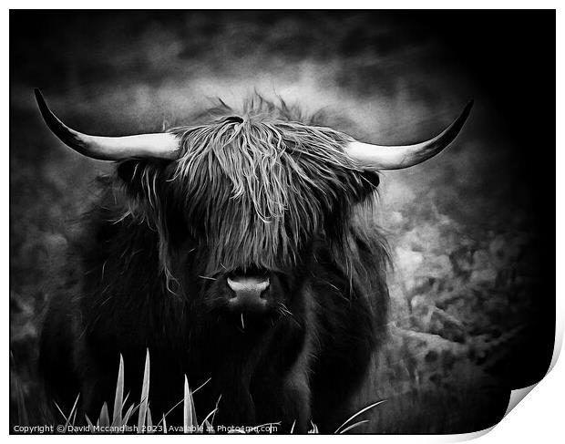 Highland Cattle Print by David Mccandlish