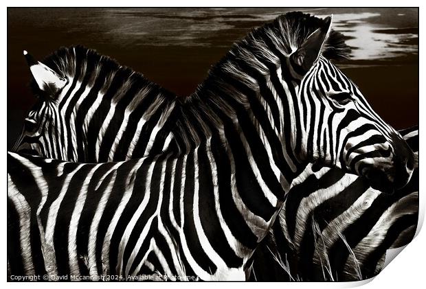 Sentry Duty of the Zebra Print by David Mccandlish