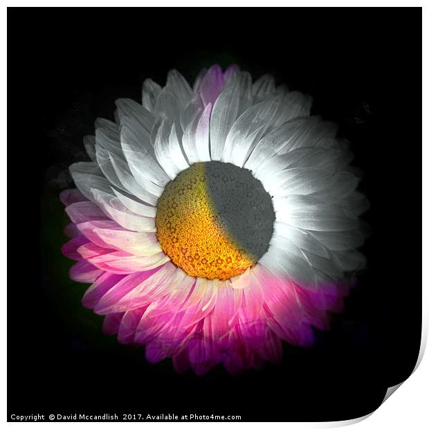 Floral Eclipse Print by David Mccandlish