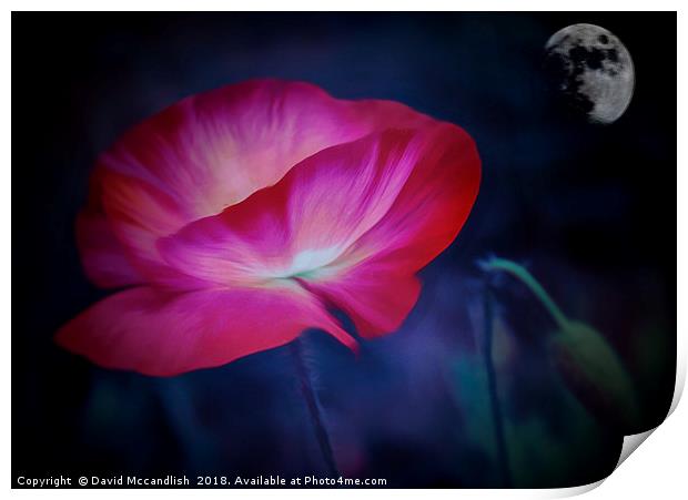  Poppy and Moon                               Print by David Mccandlish