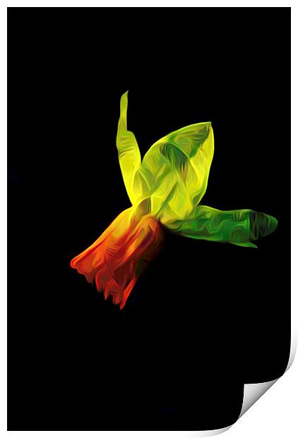 Lonely as a Daffodil                 Print by David Mccandlish