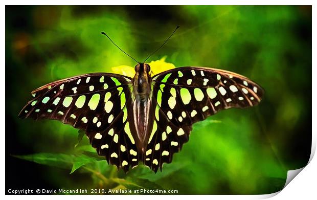 Green Spotted Triangle Butterfly Print by David Mccandlish