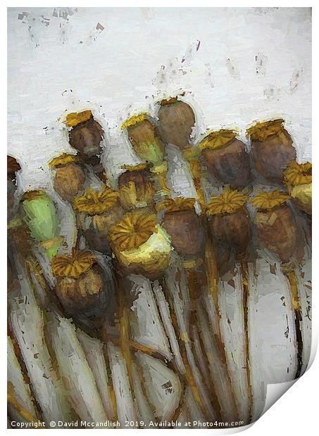        Poppy Heads and Seeds                       Print by David Mccandlish