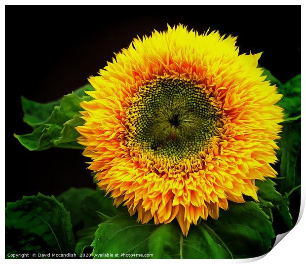 Sunflower Teddy Bear Print by David Mccandlish