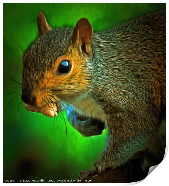 Squirrels Takeaway Print by David Mccandlish