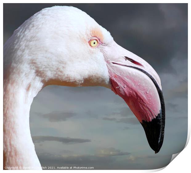 Pretty Flamingo Print by David Mccandlish