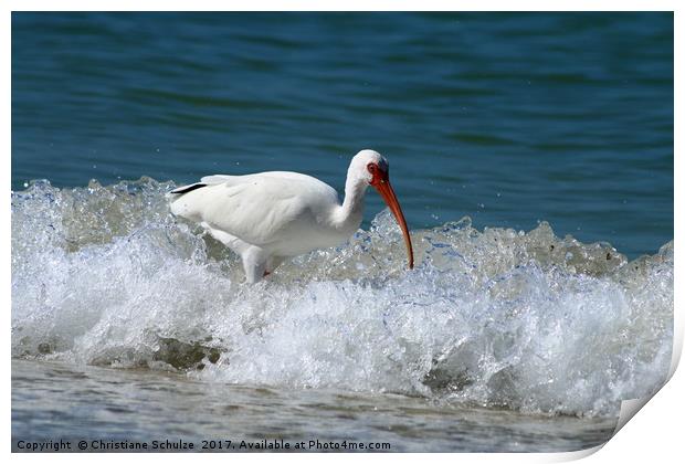 Florida White Ibis In The Surf Print by Christiane Schulze