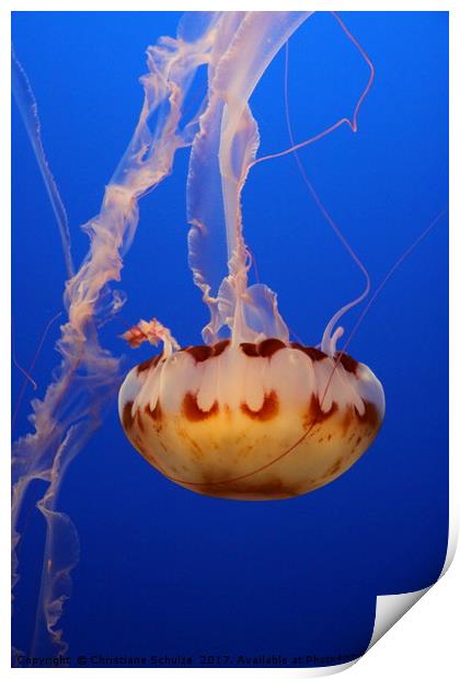 Medusa Jellyfish  Print by Christiane Schulze