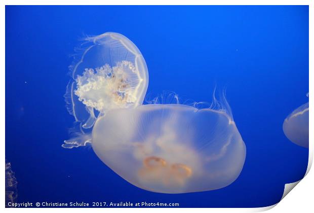 Aurelia Aurita Or Moon Jelly   Print by Christiane Schulze