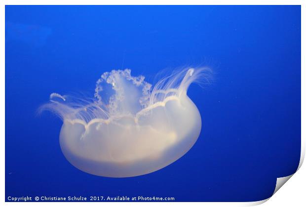 Moon Jelly Print by Christiane Schulze