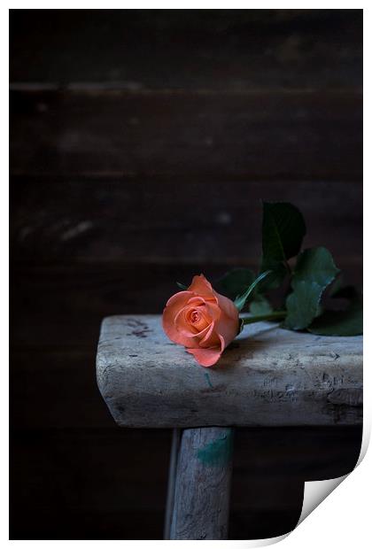 Single rose Print by Denitsa Karan