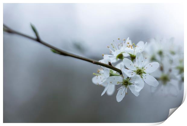 Spring Blossom Print by Denitsa Karan