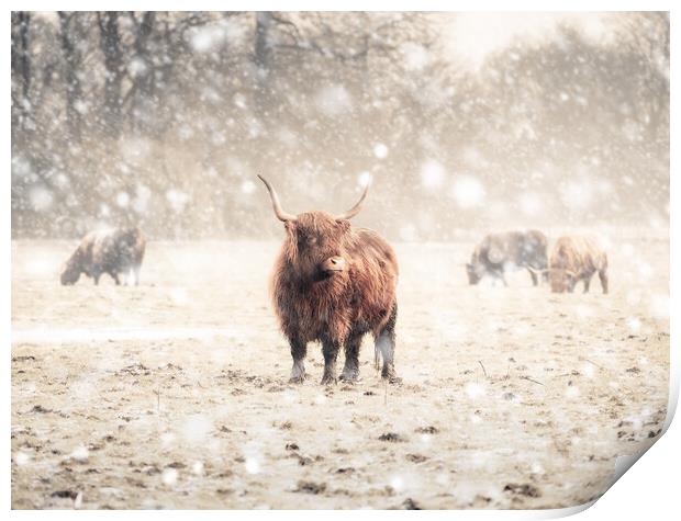 Highland Cattle  Print by Andrew George