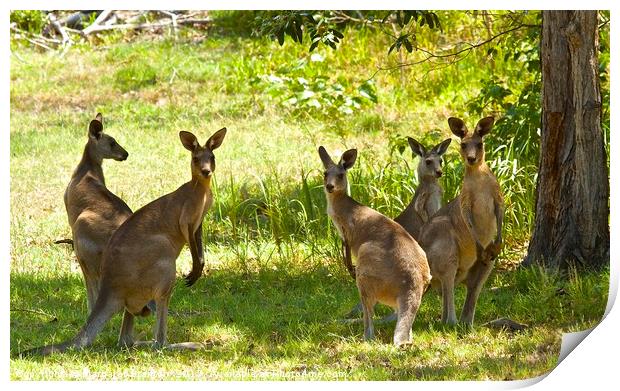 Family of five Kangaroos  Print by Margaret Stanton
