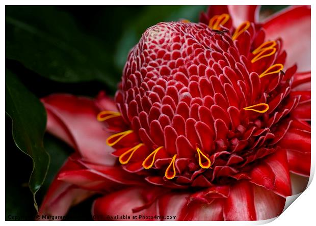 Tropical red bloom  Print by Margaret Stanton