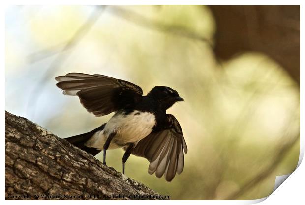 Willy Wagtail Silhouette Print by Margaret Stanton