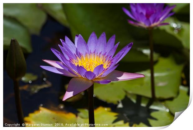 Purple Water Lilies close up  Print by Margaret Stanton