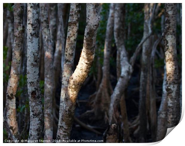 Magical Mangrove  Print by Margaret Stanton