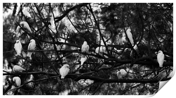 Corella gathering  Print by Margaret Stanton