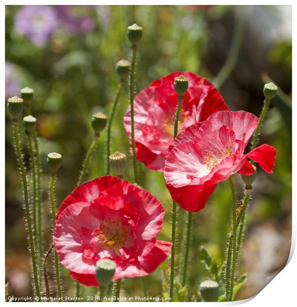 Red poppies  Print by Margaret Stanton