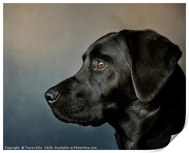 Portrait of a Labrador. Print by Trevor Ellis