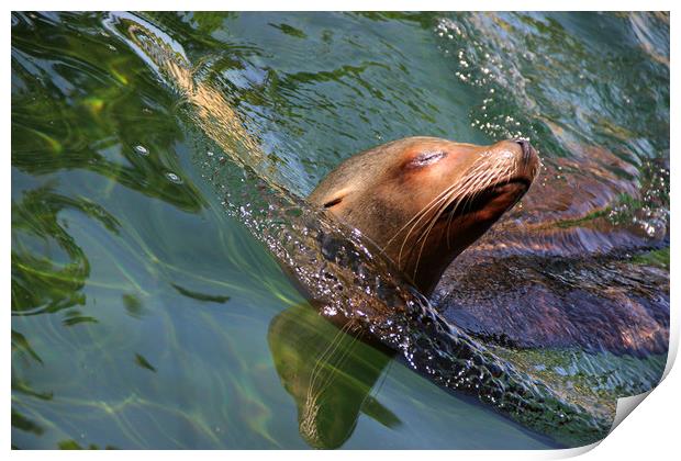 Swimming Seal  Print by Stephanie Veronique