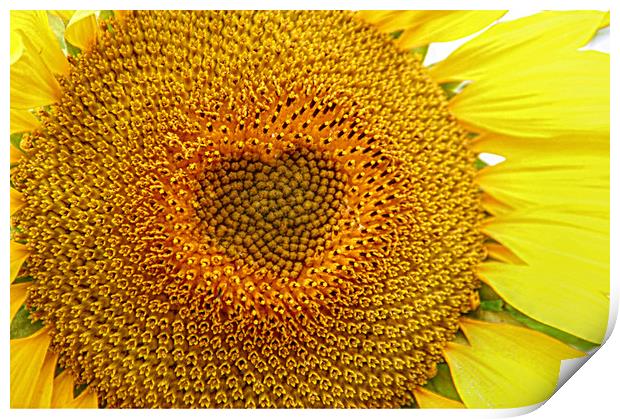 The sun flower heart  Print by Stephanie Veronique