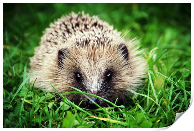 Hedgehog's garden pet  Print by Stephanie Veronique