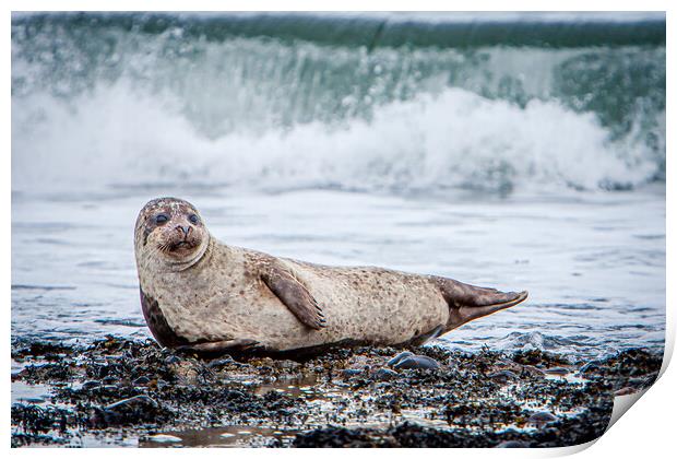 Grey Seal Pup and breaking wave Print by John Frid