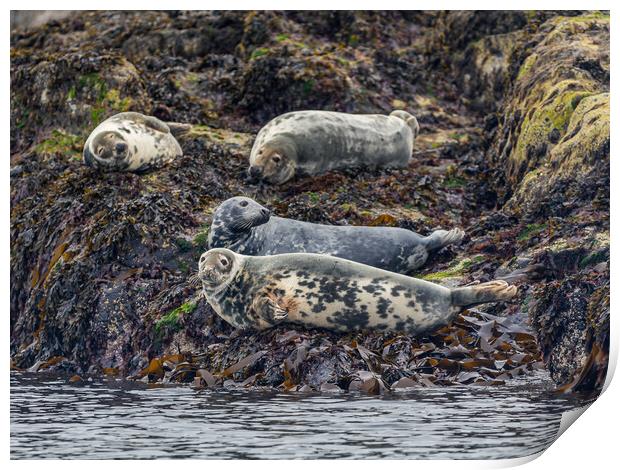 Grey Seals Basking Print by John Frid
