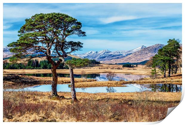 Trees at Loch Tulla Print by John Frid