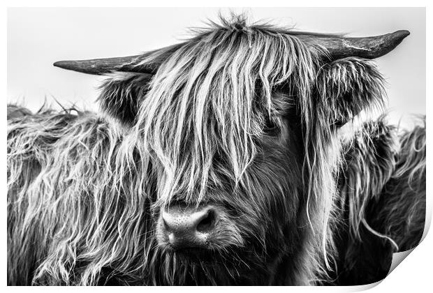 Highland Cow Print by John Frid