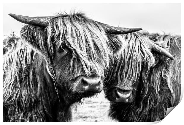 Highland Cows Print by John Frid
