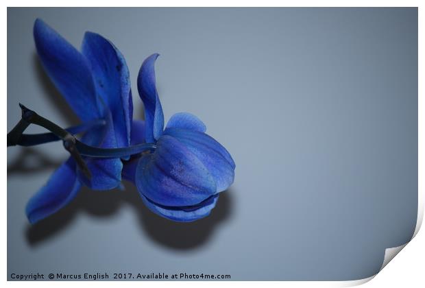 Blue Orchid Print by Marcus English