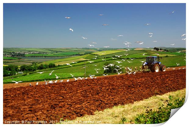 Tractor Ploughing Followed By Seagulls, Near Salco Print by Paul F Prestidge