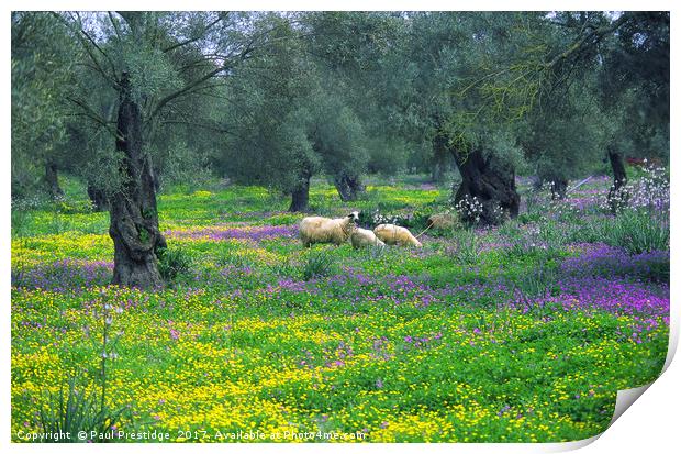 Lefkas, Greece Olive Groves and Sheep Print by Paul F Prestidge