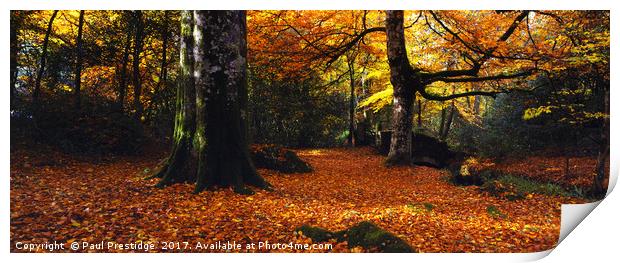 Devon Woods in Autumn Print by Paul F Prestidge