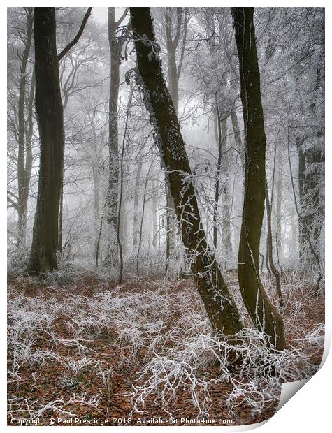 Trees in Hoar Frost Print by Paul F Prestidge