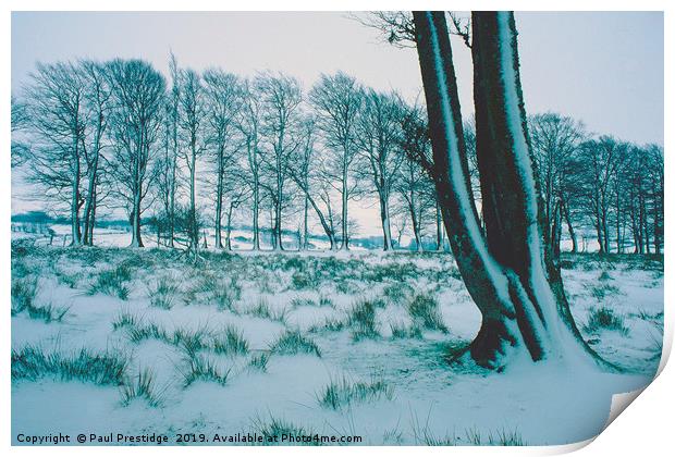 Trees in the Snow, Dartmoor Print by Paul F Prestidge