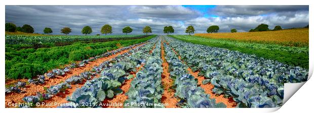 Crop Field Farmland Panorama                       Print by Paul F Prestidge