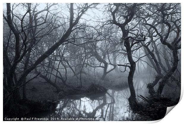 Mysterious Woods in Devon Print by Paul F Prestidge