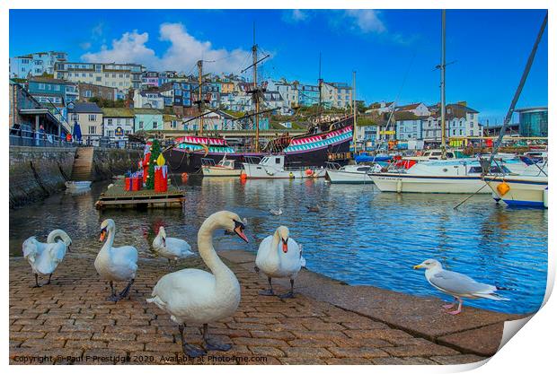 Brixham Harbour Swans at Christmas Print by Paul F Prestidge