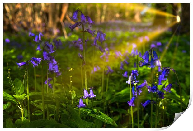 Sunrays fall on Bluebells  Print by Alan Barr