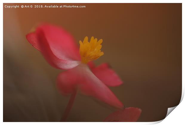 Soft Red Begonia Print by Art G